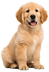 Puppy